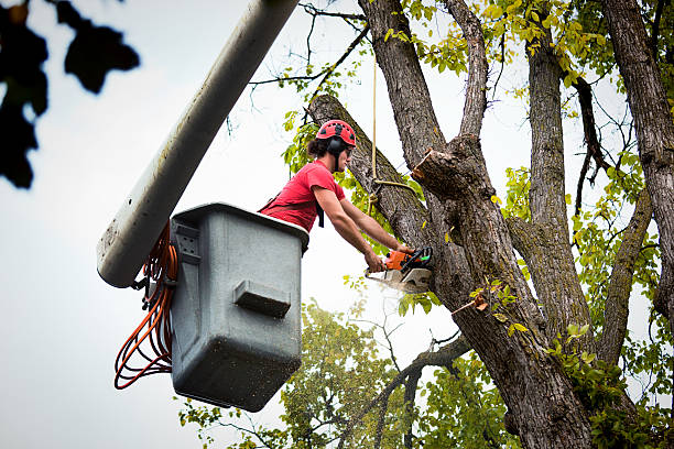 Reliable Santa Cruz, CA Tree Service Solutions